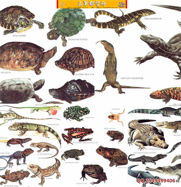 自然界爬行动物彩色素材图片40幅