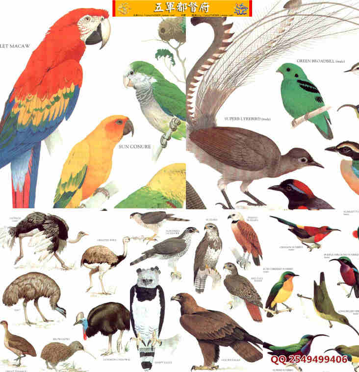 自然界鸟类彩色素材图片100幅